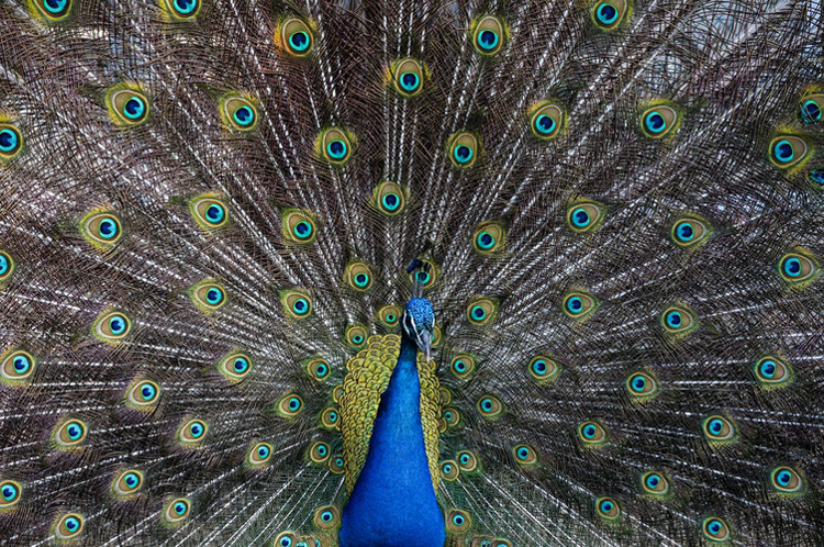 Akron Zoo