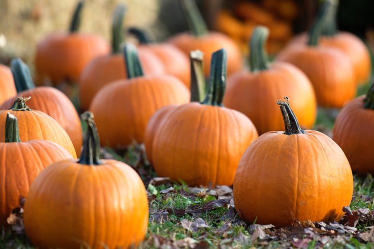 Pumpkin Patches near Cincinnati