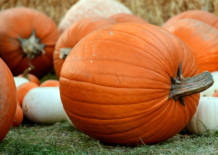 Pumpkin Patches near Cincinnati